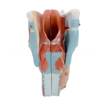 2x Alargada Laringe Anatômica Modelo Anatômico Modelo de Garganta Anatomia Modelo de Órgãos Humanos, o Ensino Prop